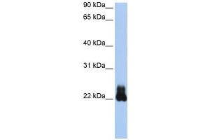 Western Blotting (WB) image for anti-Ras Homolog Family Member D (RHOD) antibody (ABIN2458652) (RHOD anticorps)