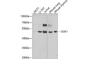 Western blot analysis of extracts of various cell lines, using DOK1 antibody (ABIN6130881, ABIN6139763, ABIN6139764 and ABIN6221343) at 1:1000 dilution.