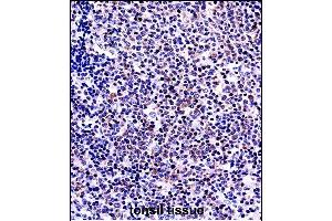 TNFSF13B Antibody (N-term) ((ABIN657917 and ABIN2846864))immunohistochemistry analysis in formalin fixed and paraffin embedded human tonsil tissue followed by peroxidase conjugation of the secondary antibody and DAB staining.