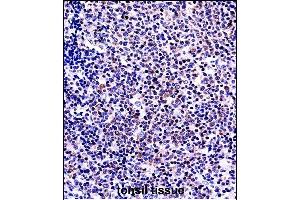 TNFSF13B Antibody (N-term) ((ABIN657917 and ABIN2846864))immunohistochemistry analysis in formalin fixed and paraffin embedded human tonsil tissue followed by peroxidase conjugation of the secondary antibody and DAB staining. (BAFF anticorps  (N-Term))