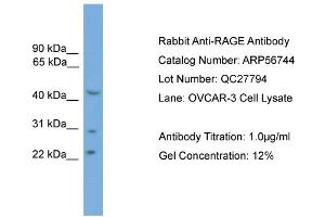 WB Suggested Anti-RAGE  Antibody Titration: 0.