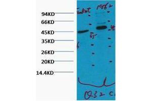 Western Blotting (WB) image for anti-CD16 (CD16) antibody (ABIN3181160) (CD16 anticorps)