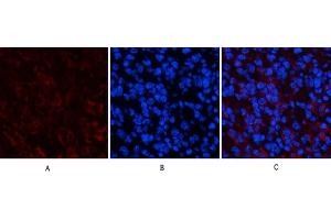 Immunofluorescence analysis of mouse spleen tissue. (PPARD anticorps)