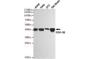 Western blot testing of human A549, human HeLa, mouse NIH3T3 and rat brain lysates using GSK3B antibody at 1:1000. (GSK3 beta anticorps)