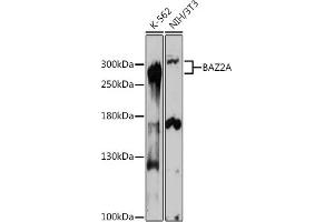 Western blot analysis of extracts of various cell lines, using BA antibody (ABIN7265937) at 1:1000 dilution. (BAZ2A anticorps)