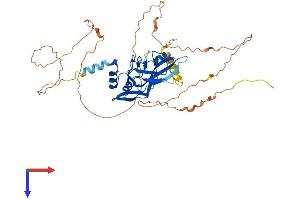 AlphaFold protein structure predicition of Human Recombinant TBX19 Protein, UniprotID O60806