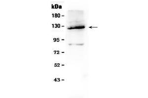 Western blot analysis of Vinculin using anti- Vinculin antibody . (Vinculin anticorps  (AA 930-1134))