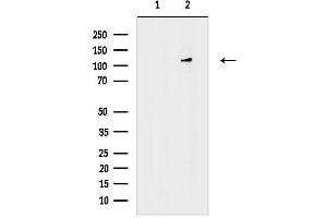 Western blot analysis of lysates from Rat heart, using CNTN2 Antibody.