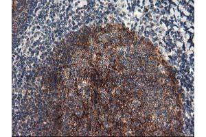 Image no. 6 for anti-N-Acyl Phosphatidylethanolamine phospholipase D (NAPEPLD) antibody (ABIN1499643)