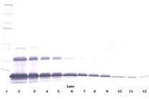 Image no. 3 for anti-Tumor Necrosis Factor Receptor Superfamily, Member 1A (TNFRSF1A) antibody (ABIN465075) (TNFRSF1A anticorps)