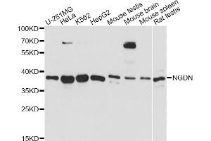 Western blot analysis of extracts of various cell lines, using NGDN antibody (ABIN6293911) at 1:3000 dilution. (NGDN anticorps)