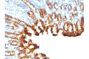 Formalin-fixed, paraffin-embedded Rat Stomach stained with Cytokeratin 19 Mouse Monoclonal Antibody (KRT19/800). (Cytokeratin 19 anticorps)