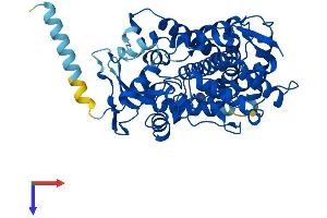 AlphaFold protein structure predicition of Human Recombinant CYP2C19 Protein, UniprotID P33261