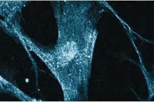 Immunofluorescent staining on WI38 cells. (CAMK4 anticorps  (AA 1-241))