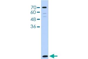 Western blot analysis of HepG2 cell lysate with LSM2 polyclonal antibody . (LSM2 anticorps  (AA 46-95))