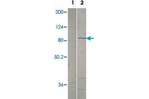 Western blot analysis of pre-immune serum (lane 1) and recombinant PDE2A protein (lane 2) using PDE2A polyclonal antibody  at 1:500 dilution. (PDE2A anticorps  (C-Term))