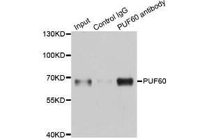 Immunoprecipitation analysis of 150 μg extracts of A549 cells using 3 μg PUF60 antibody (ABIN5974052). (PUF60 anticorps)