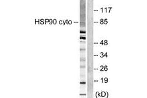 Western blot analysis of extracts from NIH-3T3 cells, using HSP90A Antibody.