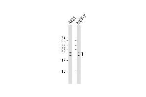 All lanes : Anti-RAC1 Antibody (S71) at 1:2000 dilution Lane 1: A431 whole cell lysate Lane 2: MCF-7 whole cell lysate Lysates/proteins at 20 μg per lane.