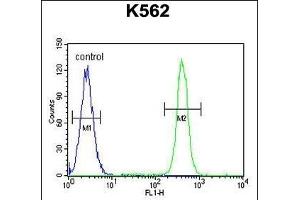 MOGT1 Antibody (C-term) (ABIN655264 and ABIN2844857) flow cytometric analysis of K562 cells (right histogram) compared to a negative control cell (left histogram). (MOGAT1 anticorps  (C-Term))