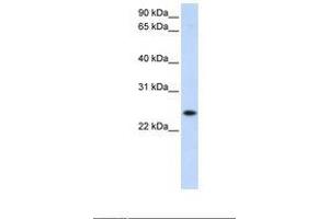 Image no. 2 for anti-Progesterone Receptor Membrane Component 1 (PGRMC1) (N-Term) antibody (ABIN6738268) (PGRMC1 anticorps  (N-Term))