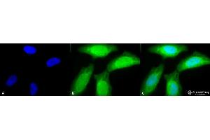 Immunocytochemistry/Immunofluorescence analysis using Rabbit Anti-AHA2 Polyclonal Antibody . (HA2 anticorps  (APC))