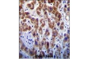 GOG8A Antibody (N-term) (ABIN655146 and ABIN2844767) immunohistochemistry analysis in formalin fixed and paraffin embedded human liver tissue followed by peroxidase conjugation of the secondary antibody and DAB staining. (GOLGA8A anticorps  (N-Term))