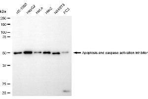 Western blotting analysis using apoptosis and caspase activation inhibitor antibody (ABIN7797634).