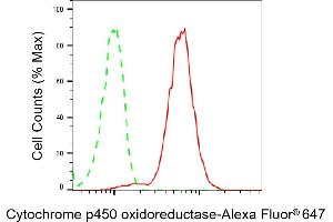 Flow cytometric analysis of Cytochrome p450 oxidoreductase expression in HepG2 cells using Cytochrome p450 oxidoreductase antibody (ABIN7799722), 1:2,000). (Recombinant POR anticorps)