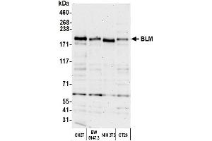 Western Blotting (WB) image for anti-Bloom Syndrome RecQ Like Helicase (BLM) (C-Term) antibody (ABIN7450034) (BLM anticorps  (C-Term))
