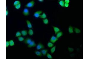 Immunofluorescence staining of Hela cells with ABIN7152321 at 1:100, counter-stained with DAPI. (Exportin 2 anticorps  (AA 713-971))