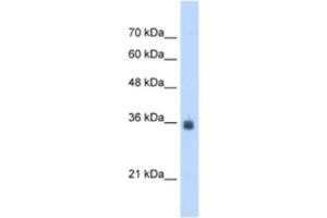 Western Blotting (WB) image for anti-Stromal Cell Derived Factor 4 (SDF4) antibody (ABIN2463052) (SDF4 anticorps)