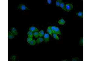 Immunofluorescence staining of Hela cells with ABIN7151209 at 1:200, counter-stained with DAPI. (SH3RF1 anticorps  (AA 628-742))
