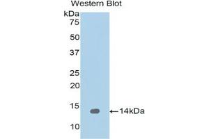 Detection of Recombinant REG1a, Human using Polyclonal Antibody to Regenerating Islet Derived Protein 1 Alpha (REG1a) (REG1A anticorps  (AA 33-166))