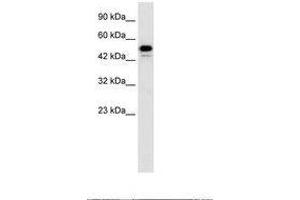Image no. 1 for anti-Cyclin-Dependent Kinase 8 (CDK8) (C-Term) antibody (ABIN202585) (CDK8 anticorps  (C-Term))