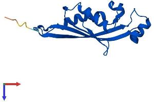 AlphaFold protein structure predicition of Mouse Recombinant Pts Protein, UniprotID Q9R1Z7