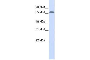 Western Blotting (WB) image for anti-Interferon Regulatory Factor 2 Binding Protein 1 (IRF2BP1) antibody (ABIN2459878) (IRF2BP1 anticorps)