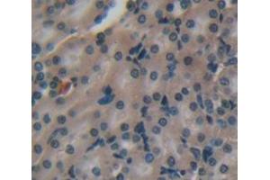IHC-P analysis of Rat Tissue, with DAB staining. (TMEM27 anticorps  (AA 15-141))