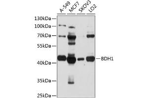 Western blot analysis of extracts of various cell lines, using BDH1 antibody (ABIN1678849, ABIN3018068, ABIN3018069 and ABIN6220349) at 1:1000 dilution. (BDH1 anticorps  (AA 1-343))