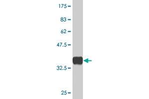 Western Blot detection against Immunogen (36.