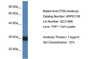 Western Blotting (WB) image for anti-Cathepsin G (CTSG) (C-Term) antibody (ABIN2788689) (Cathepsin G anticorps  (C-Term))