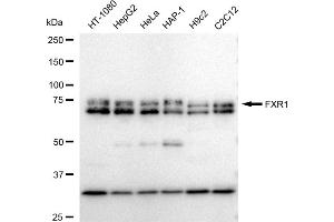 Western blotting analysis using FXR1 antibody (ABIN7798658).
