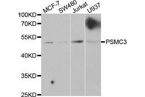Western blot analysis of extracts of various cell lines, using PSMC3 antibody. (PSMC3 anticorps  (AA 1-180))