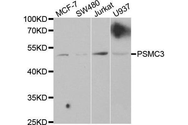 PSMC3 antibody  (AA 1-180)