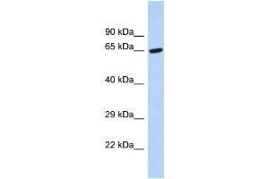 Host:  Rabbit  Target Name:  TAF6L  Sample Type:  Hela whole cell lysates  Antibody Dilution:  1. (TAF6L anticorps  (C-Term))