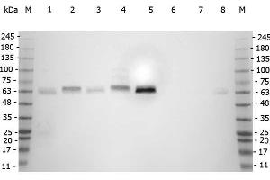 Western Blot of Rabbit anti-SMAD3 antibody.