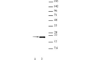 Histone H3. (Histone H3.1 anticorps  (pSer28))