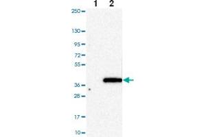 Western blot analysis of Lane 1: Negative control (vector only transfected HEK293T lysate) Lane 2: Over-expression Lysate (Co-expressed with a C-terminal myc-DDK tag (~3. (HAPLN2 anticorps)