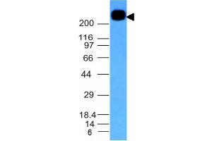 Western Blot Analysis of Daudi cell lysate using CD45RB Monoclonal Antibody (PTPRC/1132).