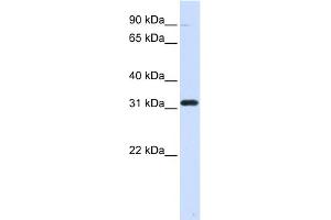 WB Suggested Anti-EEF1B2 Antibody Titration: 0. (EEF1B2 anticorps  (Middle Region))